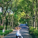 柳浪闻莺 - 杭州市旅游 缩略图 3