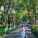 柳浪闻莺 - 杭州市旅游 缩略图 9