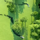 青山湖水上森林 - 杭州市旅游 缩略图 1