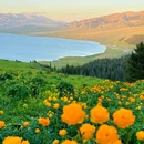 赛里木湖国家级风景名胜区松树头停靠点 - 博尔塔拉蒙古自治州旅游 缩略图 5