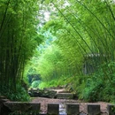 铜马沟竹海公园 - 成都市旅游 缩略图 4