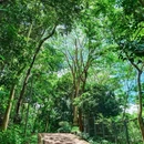 深圳绿道 - 深圳市旅游 缩略图 1