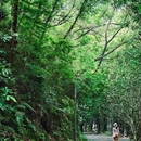 深圳绿道 - 深圳市旅游 缩略图 7