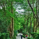 深圳绿道 - 深圳市旅游 缩略图 8