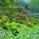圆明园-黑天鹅观赏区 - 北京市旅游 缩略图 2