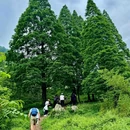 尖尖树 - 成都市旅游 缩略图 1
