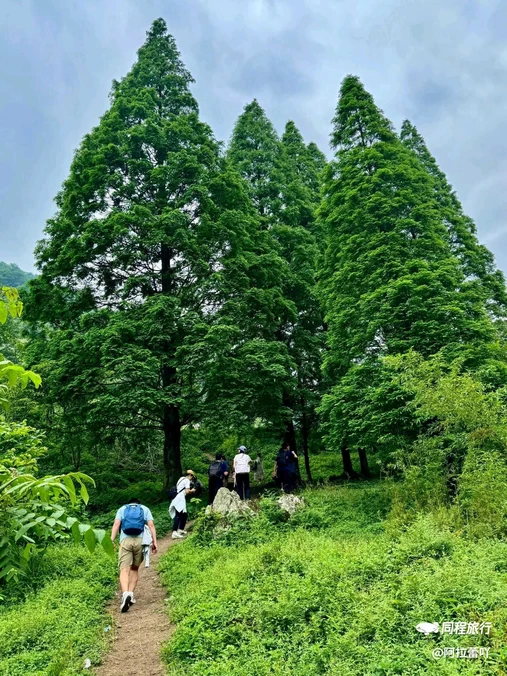 尖尖树 - 成都市旅游