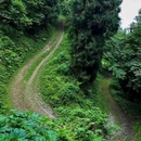 尖尖树 - 成都市旅游 缩略图 8