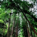 马峦山郊野公园 - 深圳市旅游 缩略图 8