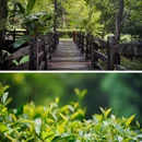 雁南飞茶田景区-桥溪古韵旅游景点 - 梅州市旅游 缩略图 6