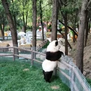淄博聊斋城景区 - 淄博市旅游 缩略图 4