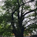 蓬莱公园 - 嘉兴旅游 缩略图 4