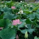 宁波月湖公园 - 宁波市旅游 缩略图 6