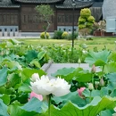 宁波月湖公园 - 宁波市旅游 缩略图 9
