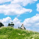 大理古城 - 大理白族自治州旅游 缩略图 4