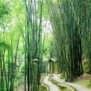白鹤山风景名胜区 - 成都市旅游 缩略图 5