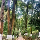 白鹤山风景名胜区 - 成都市旅游 缩略图 6