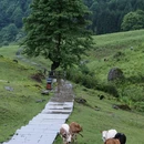 马里冷旧风景区 - 乐山市旅游 缩略图 8