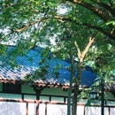 逍遥津公园 - 合肥市旅游 缩略图 9