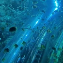 上海海洋水族馆 - 上海市旅游 缩略图 1