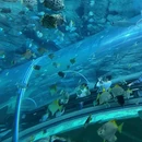 上海海洋水族馆 - 上海市旅游 缩略图 4