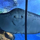 上海海洋水族馆 - 上海市旅游 缩略图 7