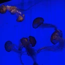 上海海洋水族馆 - 上海市旅游 缩略图 8