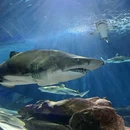 上海海洋水族馆 - 上海市旅游 缩略图 6