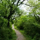 王岗坪景区 - 雅安市旅游 缩略图 2