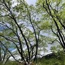 王岗坪景区 - 雅安市旅游 缩略图 4