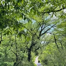 王岗坪景区 - 雅安市旅游 缩略图 9