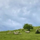 云中牧场 - 阿坝藏族羌族自治州旅游 缩略图 5