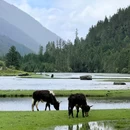 姑弄村 - 甘孜藏族自治州旅游 缩略图 4