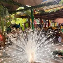 西双版纳总佛寺 - 西双版纳傣族自治州旅游 缩略图 7