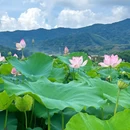钓鲤东成荷花园停车场 - 广州市旅游 缩略图 4