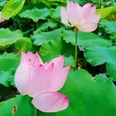 钓鲤东成荷花园停车场 - 广州市旅游 缩略图 6