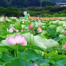 钓鲤东成荷花园停车场 - 广州市旅游 缩略图 5