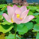 钓鲤东成荷花园停车场 - 广州市旅游 缩略图 7