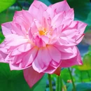 钓鲤东成荷花园停车场 - 广州市旅游 缩略图 2