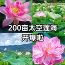 钓鲤东成荷花园停车场 - 广州市旅游 缩略图 1
