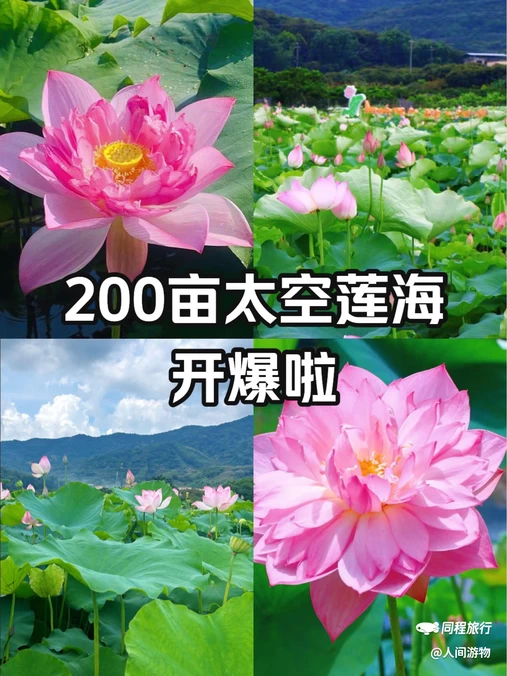 钓鲤东成荷花园停车场 - 广州市旅游