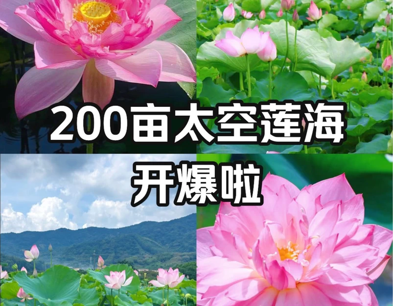 钓鲤东成荷花园停车场 - 广州市旅游 1