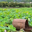 钓鲤东成荷花园停车场 - 广州市旅游 缩略图 8