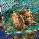 红沙大排档·不踩雷海鲜(清水湾东榕环球美食店) - 陵水黎族自治县旅游 缩略图 3