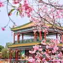 宝墨园景区 - 广州市旅游 缩略图 6