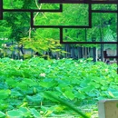东苑公园 - 广州市旅游 缩略图 3