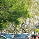 北山街历史文化街区 - 杭州市旅游 缩略图 6