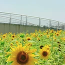 东沙湖公园 - 杭州市旅游 缩略图 1