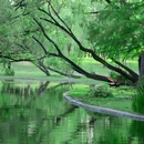 共青国家森林公园 - 上海市旅游 缩略图 3