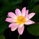莲花池公园 - 北京市旅游 缩略图 5